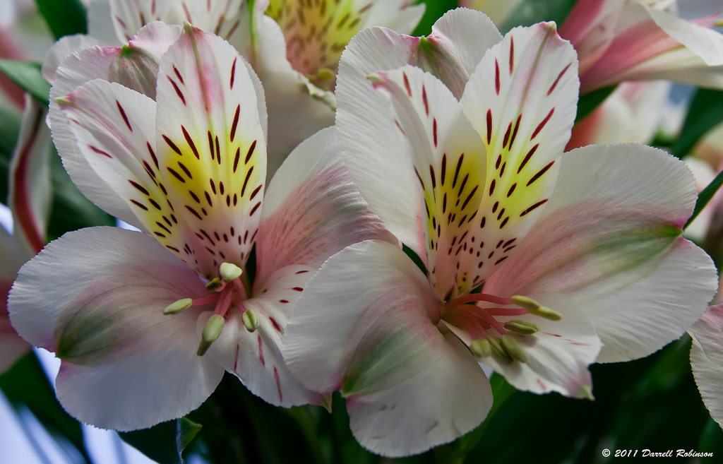 Alstroemeria Psittacina